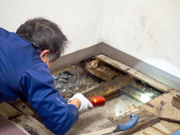 Office Mold Removal Services in Rossmoor, CA