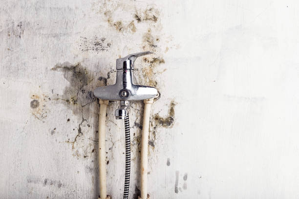 Best Office Mold Removal Services  in Rossmoor, CA