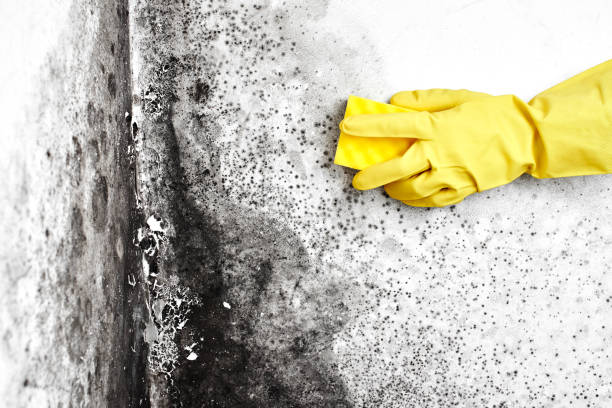 Best Mold Testing  in Rossmoor, CA