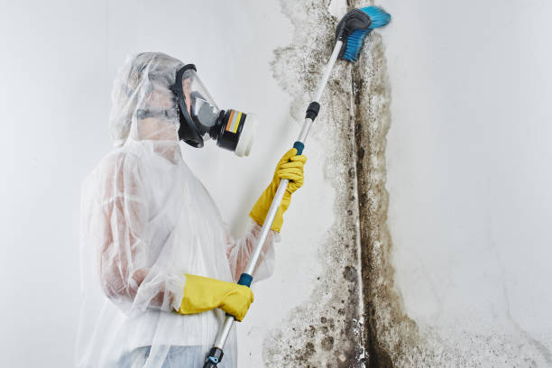 Best Black Mold Removal  in Rossmoor, CA