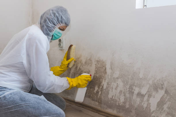 Best Crawl Space Mold Removal  in Rossmoor, CA