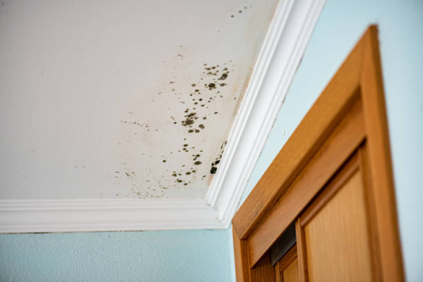 Best Best Mold Removal Companies  in Rossmoor, CA