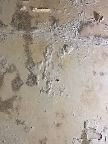 Best Attic Mold Removal  in Rossmoor, CA