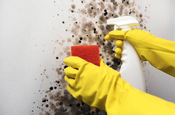 Best Residential Mold Removal  in Rossmoor, CA