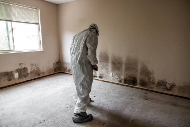 Best Mold Testing  in Rossmoor, CA
