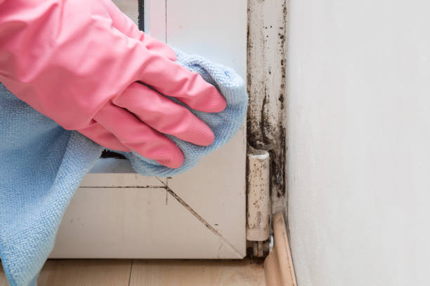 Best Best Mold Removal Companies  in Rossmoor, CA
