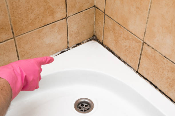 Best Emergency Mold Removal  in Rossmoor, CA