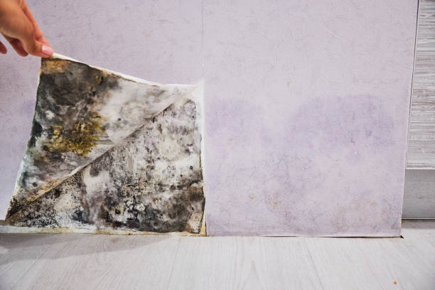 Best Affordable Mold Removal  in Rossmoor, CA